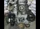 Motor complet FORD FOCUS I 1998-2009 oe C9DA, vedere frontata