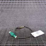 SONDA LAMBDA FORD FOCUS II 1.8 2004-2013 oe-3M519F472AC, vedere frontata