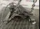 GRUP DIFERENTIAL SPATE MERCEDES M-CLASS ML 350 BlueTEC 4-matic (166.024, 166.023) 2011-2015 oe A1663502714, vedere laterala