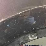ARIPA FATA STANGA NISSAN QASHQAI I 2.0 dCi 2006-2015 oe-F3101BR0MA, vedere laterala