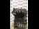 Motor complet OPEL CORSA C 2000-2009 oe Z10XE, vedere frontata