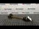 PLANETARA FATA STANGA RENAULT CLIO II 1.5 dCi 1998-2016 oe 8200613824, vedere frontata