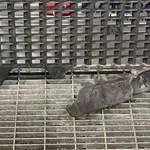 SCUT SUB MASINA RENAULT TALISMAN 1.6 TCe 150 2015-2022 oe-748143972R, vedere laterala