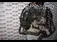 Motor complet VOLKSWAGEN CRAFTER 30-35 bus 2006-2016, vedere laterala