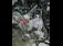 Motor complet VOLKSWAGEN PASSAT B5 1996-2001 oe AVB, vedere frontata