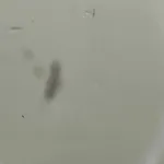 PARBRIZ BMW 4 Gran 420D 2014-2021 oe-51317285897, vedere laterala